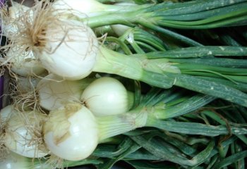Onion (Revised) | Infonet Biovision Home.
